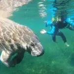 Swim-with-Manatees-image-1 (1)